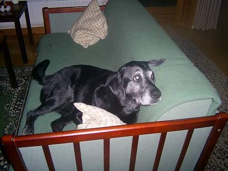 Labrador retriever buller *Død - er du nu der igen!? billede 9