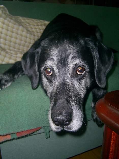 Labrador retriever buller *Død - beaty billede 10