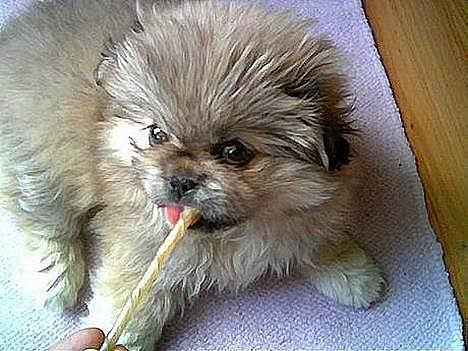 Pekingeser Lotus - Æææælsker bare en god tyggepind :) billede 8