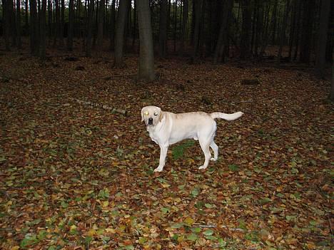 Labrador retriever Mackin. billede 2