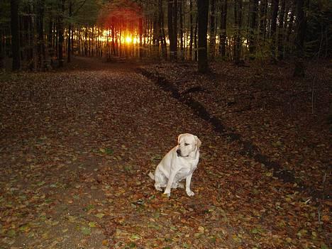 Labrador retriever Mackin. billede 3