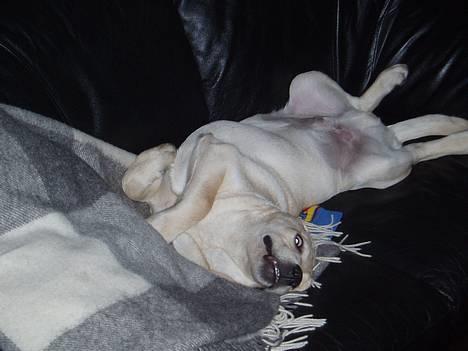 Labrador retriever Mackin. billede 5