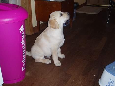 Labrador retriever Mackin. billede 6