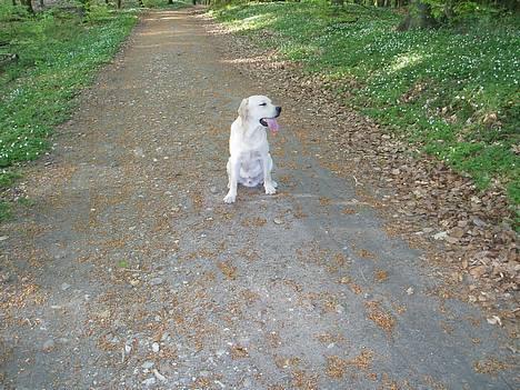 Labrador retriever Mackin. billede 7