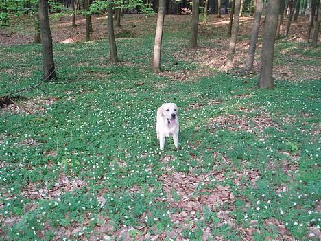 Labrador retriever Mackin. billede 8