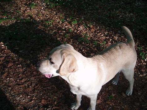 Labrador retriever Mackin. billede 9