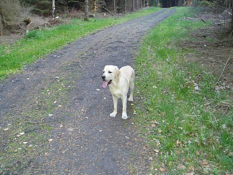 Labrador retriever Mackin. billede 10