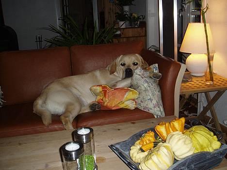 Labrador retriever Mackin. billede 11