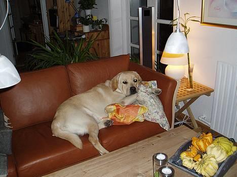 Labrador retriever Mackin. billede 12