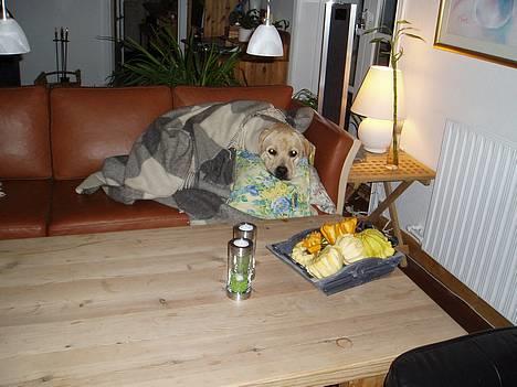 Labrador retriever Mackin. billede 13