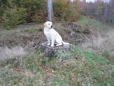 Labrador retriever Mackin. billede 14