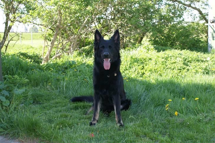 Schæferhund Tobila`s Felix - Se bare mig, her sidder jeg fint . billede 1