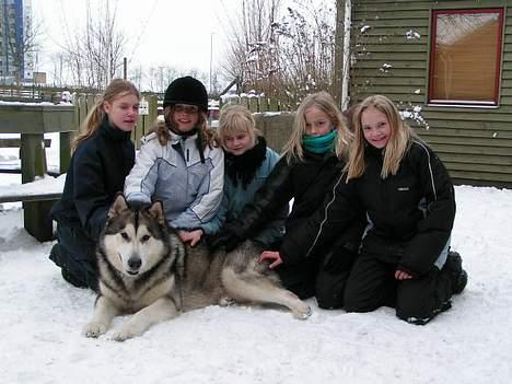 Alaskan malamute SILVER billede 7