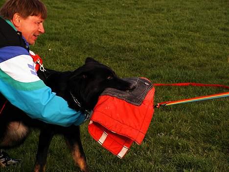 Schæferhund Tobila`s Felix - Her er jeg så ca 12 mdr. gammel, i fuld gang med gruppe - c billede 2