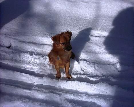 Blanding af racer Chios ~ Græsk Gadehund ~ - Første vinter i DK.... Sne er HERLIGT ! billede 4
