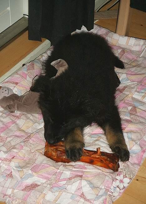 Schæferhund Tobila`s Felix - Nyt hjem. Juleaften 2004. Dejlig bamse og ben. billede 4