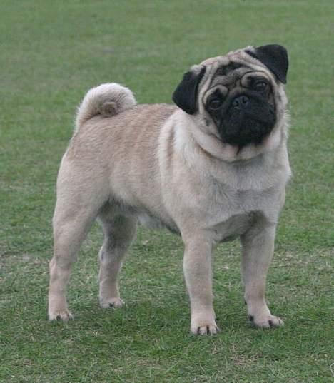 Mops Viktor billede 1