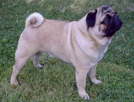 Mops Viktor billede 2