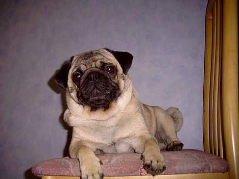 Mops Viktor billede 3