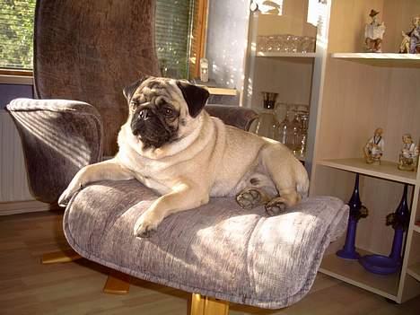 Mops Viktor billede 4