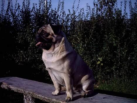 Mops Viktor billede 5