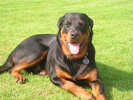 Rottweiler Balou - Balou - ca. 7 mdr gammel billede 3