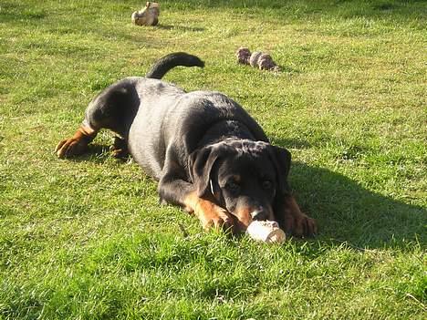 Rottweiler Balou - jeg skal nok passe på mit kødben :-) billede 4