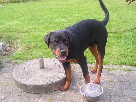Rottweiler Balou - Hvor er maden mor ?? - sommer 2005 billede 6