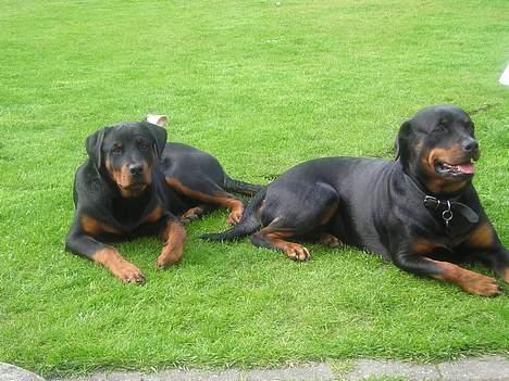 Rottweiler Balou - mor og jeg  i sommers (det er mig til venstre) billede 7
