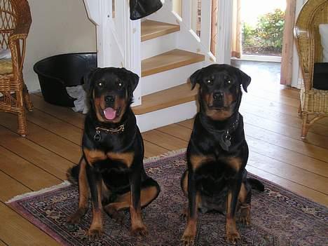 Rottweiler Balou - min mor og jeg (det er mig til venstre) billede 8