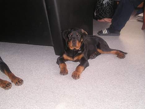 Rottweiler Balou - ca. 3 mdr gammel billede 9