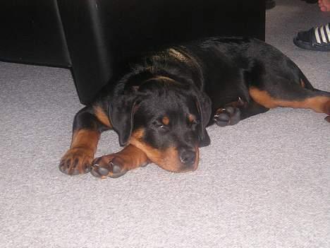 Rottweiler Balou - træt eftert en tur på stranden - ca. 3 mdr gammel billede 10