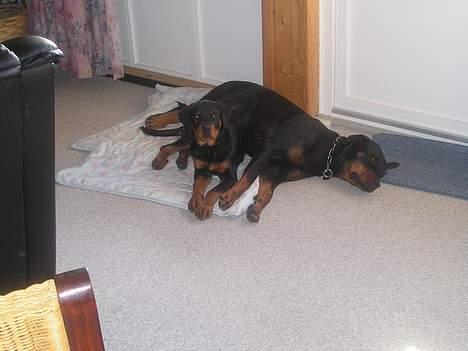 Rottweiler Balou - I sommerhus uge 7 - 2005 - her er jeg ca. 3 mdr. gammel  billede 11