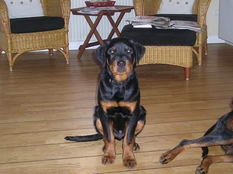 Rottweiler Balou - se hvor pænt jeg kan sidde :-) billede 12