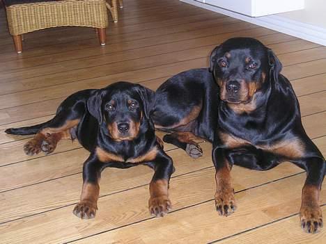 Rottweiler Balou - min mor og jeg billede 13