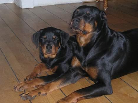 Rottweiler Balou - min mor og jeg skynder os at lukke øjnene for blitzen billede 14