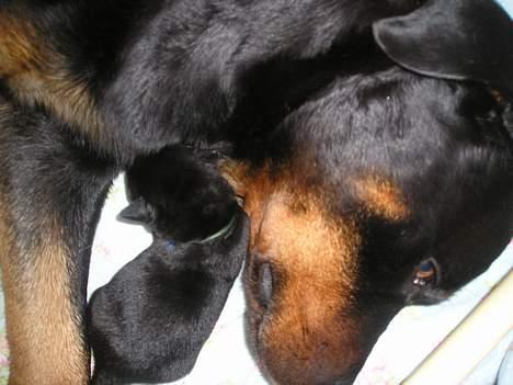 Rottweiler Balou - her er jeg næsten lige født og putter hos min mor billede 15