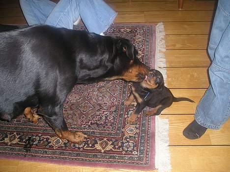 Rottweiler Balou - her er jeg ca. 4 uger og bliver vasket af min mor billede 16