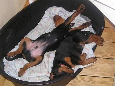 Rottweiler Balou - ja - her er jeg ikke ret stor og det er mig med benene i vejret - den anden er min søster Jessie billede 17