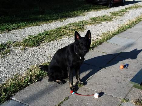 Schæferhund Tobila`s Felix - Tag nu og kast en bold. billede 5