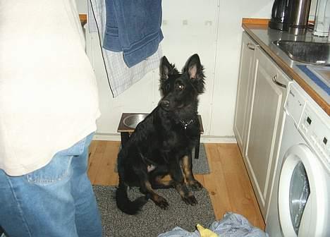 Schæferhund Tobila`s Felix - Kommer der snart noget mad. billede 6