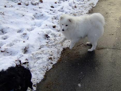 Japansk spids Inu-chibi amazing Kensei  billede 19