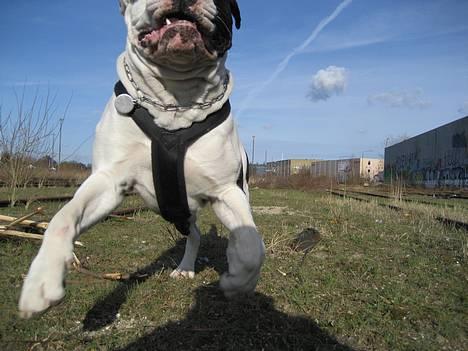 Blanding af racer Carlos *død* - Carlos hund billede 1