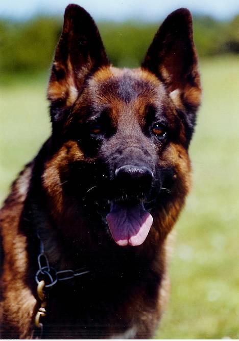 Schæferhund Tyson  billede 1