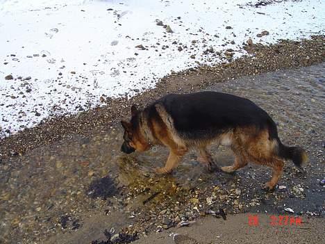 Schæferhund Tyson  - Blev lige lidt tørstig billede 2