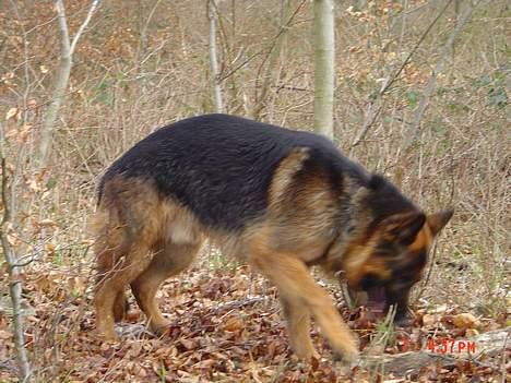 Schæferhund Tyson  - Jeg bliver aldrig træt... selv ikke efter en lang løbetur i skoven billede 3