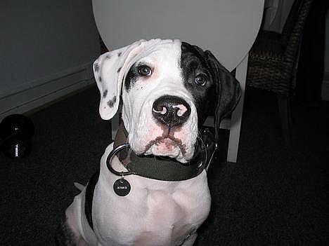 Blanding af racer Carlos *død* -  5 måneder billede 2