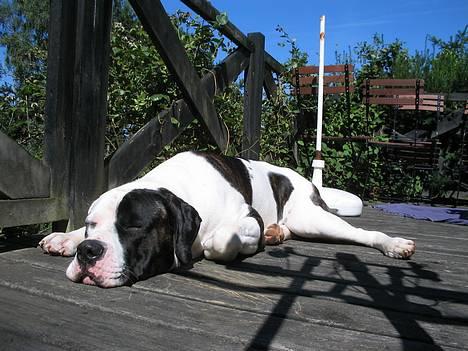 Blanding af racer Carlos *død* - all out billede 3