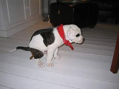 Blanding af racer Carlos *død* - Dengang det var charmerende billede 4