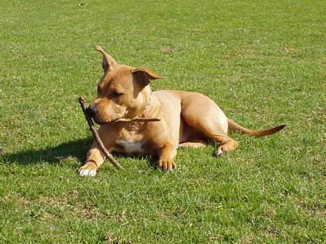 Amerikansk staffordshire terrier Koda - Det er MIN pind baby! billede 2